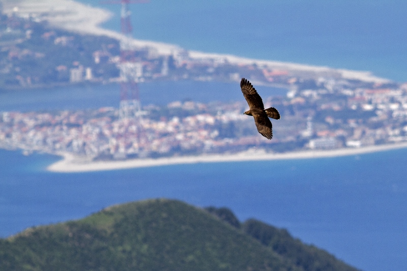 Terna migrazioni uccelli Stretto di Messina