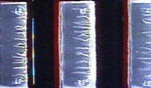 arabidopsis