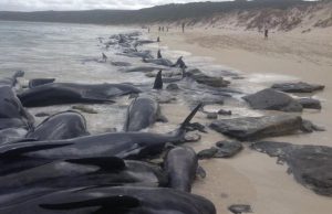 balene australia