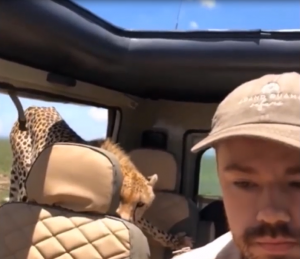 ghepardo safari