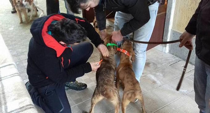 microchippatura cani