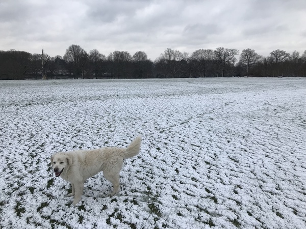 neve Londra