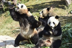 pandi giganti parco conservazione Cina