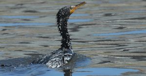 petrolio mare
