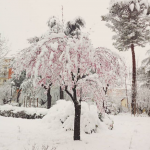 Maltempo Basilicata: intensa nevicata su Potenza, scuole chiuse [FOTO e VIDEO]