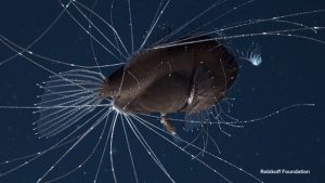 rana pescatrice