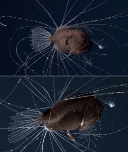 rana pescatrice