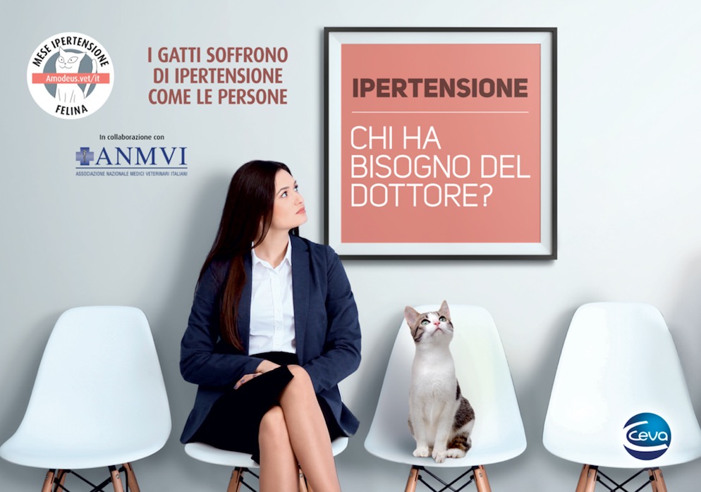 Mese Ipertensione Felina_Locandina