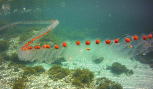 Salpa maxima