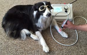 Tecnologie per i veterinari applicate