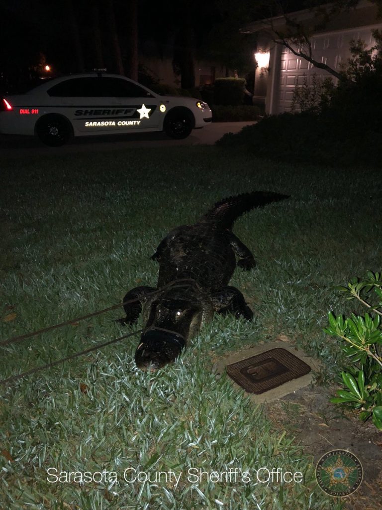 alligatore florida