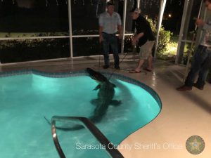 alligatore florida
