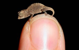 camaleonte madagascar