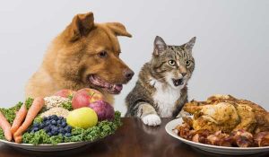 alimentazione cane e gatto