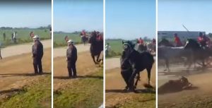 cavalcata buoi spettatore morto