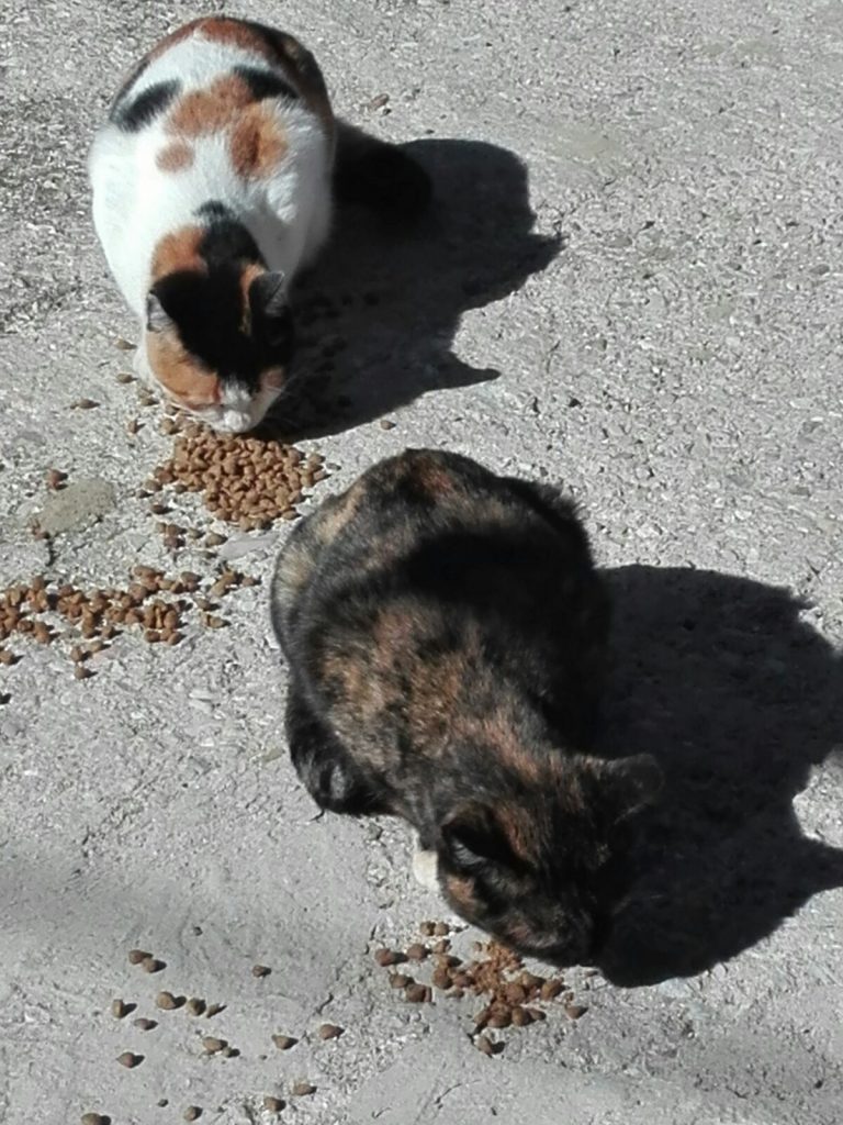 tour animali terremoto