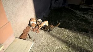 tour animali terremoto