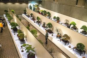 esempio esposizione bonsai