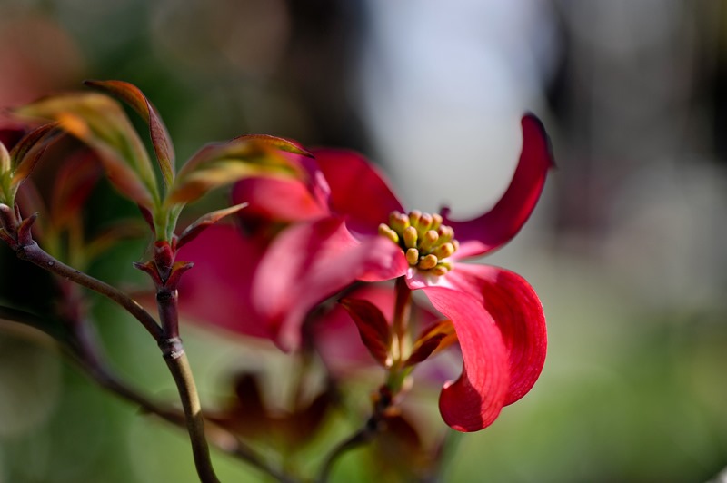 flora
