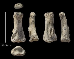 fossile Homo Sapiens Arabia Saudita