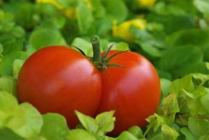 pomodoro