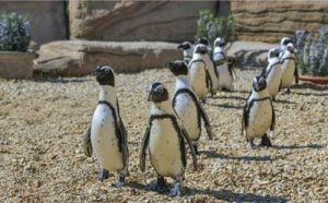 pinguini zoomarine onlus
