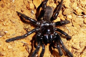 ragno australia