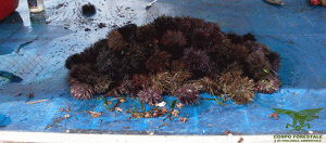 ricci di mare