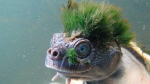 tartaruga cresta verde estinzione