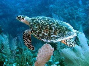 tartaruga marina