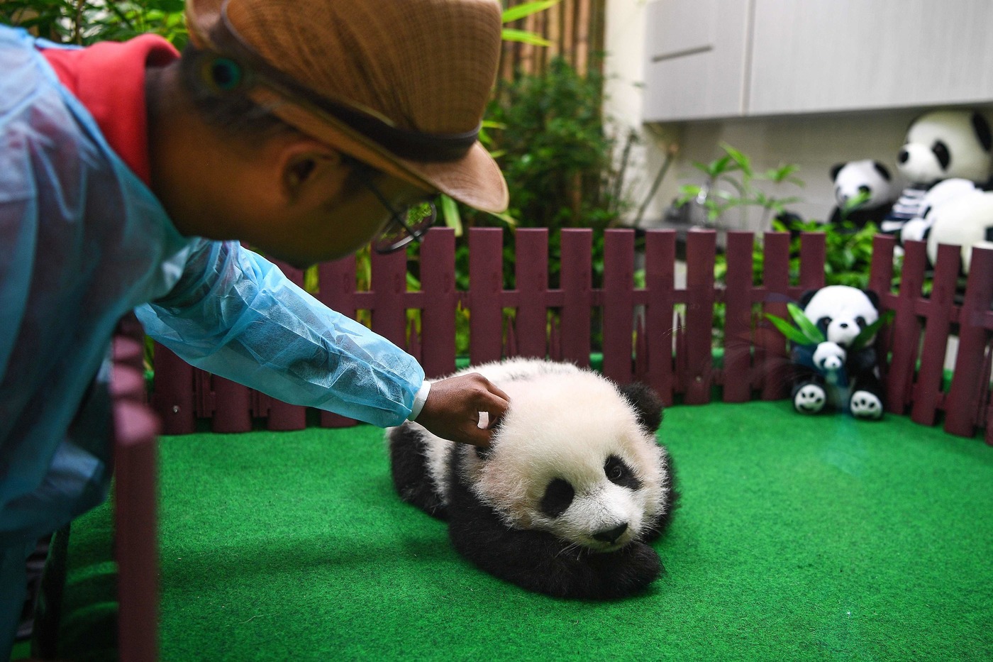 Малышка панда новости. Панда покорила. Panda left.