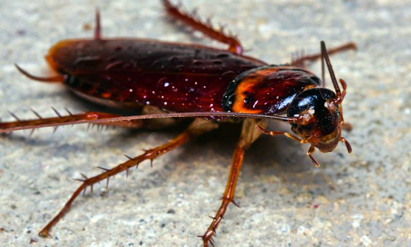 Allerta scarafaggi o blatte in casa, un problema da non sottovalutare: come  risolverlo?