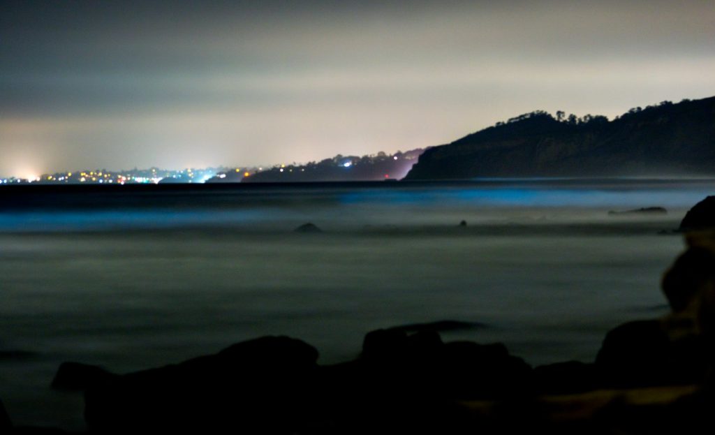 bioluminescenza california