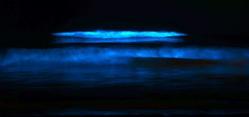 bioluminescenza california