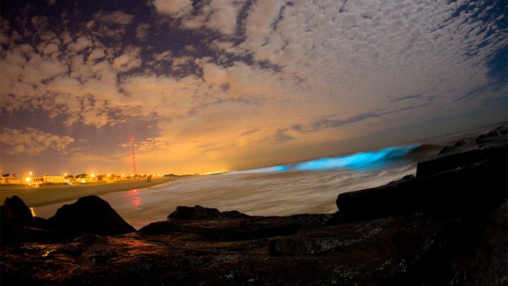 bioluminescenza california