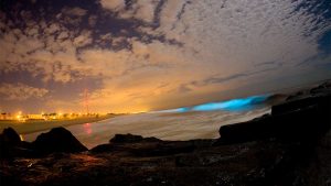 bioluminescenza california