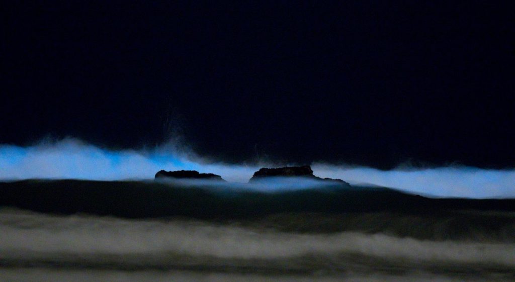 bioluminescenza california