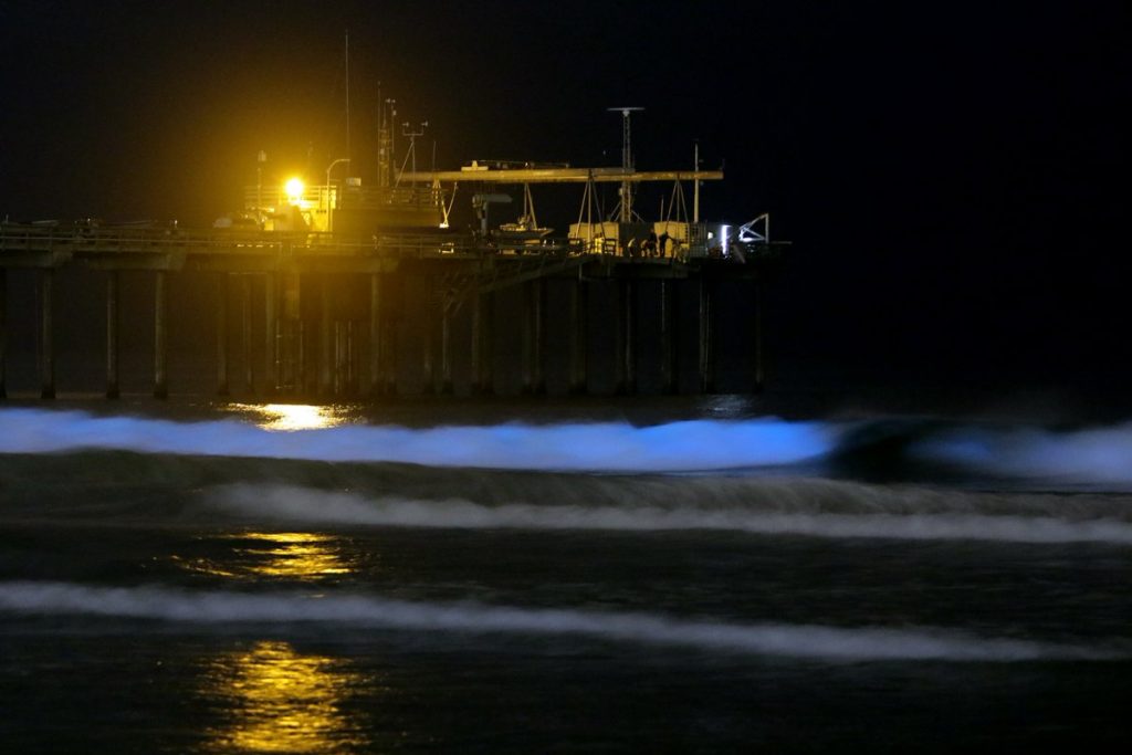 bioluminescenza california