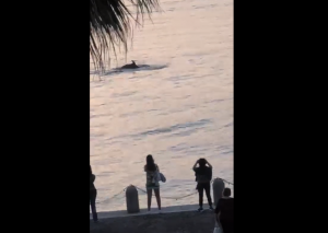 delfini lungomare reggio calabria