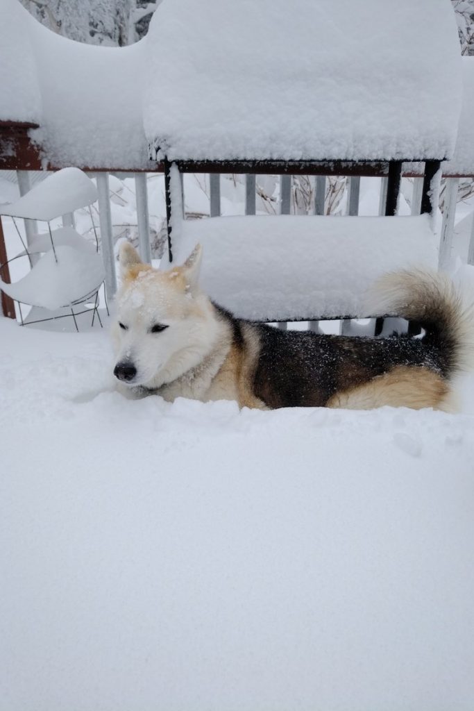 neve terranova canada