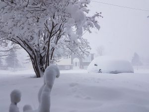 neve terranova canada