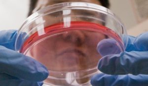 creato il primo embrione artificiale