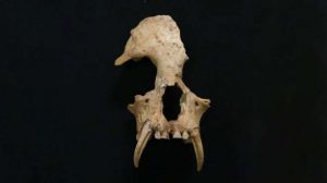 Junzi Imperialis