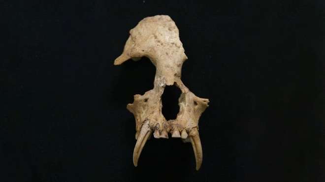 Junzi Imperialis
