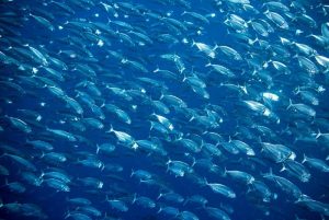 mareblu