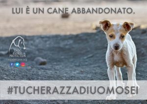abbandoni LNDC