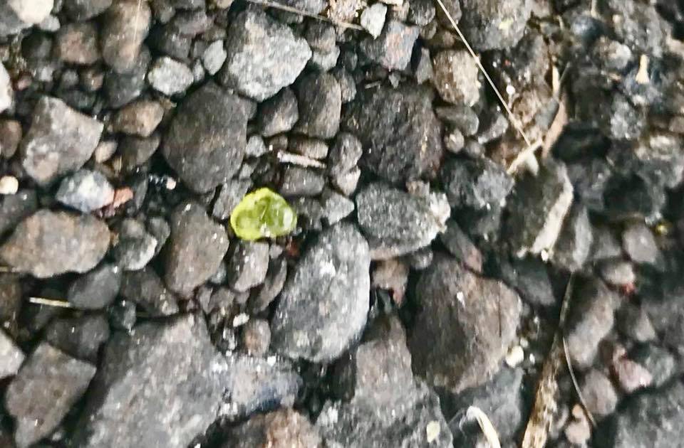 gemme eruzione vulcano kilauea hawaii