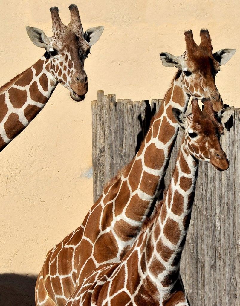giraffa bioparco roma