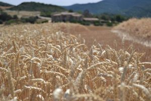 grano Mondelez