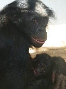 La femmina Lucy e la sua piccolina di due giorni (Foto di Elisa Demuru)